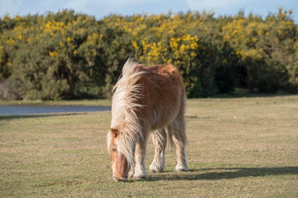 New Forest Tour